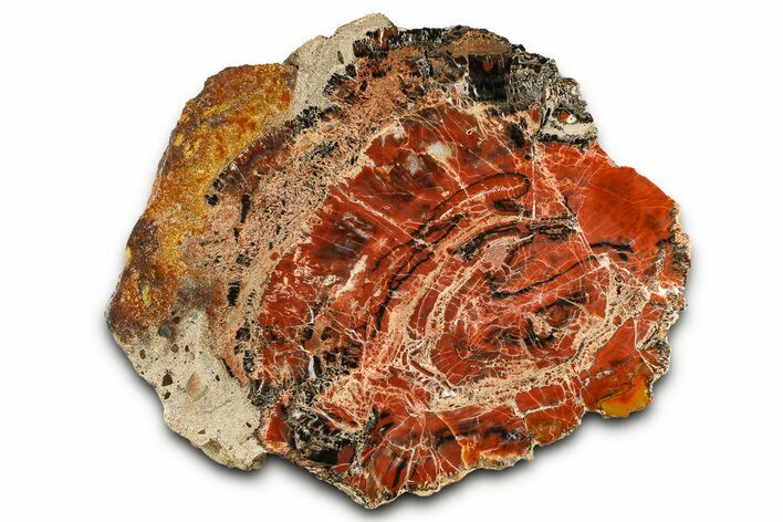 Red/Black Petrified Wood (Araucarioxylon) Slab - Arizona #382191